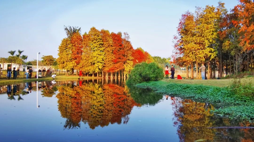 冬天也能赏到鲜花的芬芳,园博苑花海季节