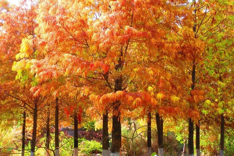 冬天也能赏到鲜花的芬芳,园博苑花海季节