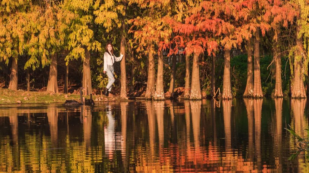 冬天也能赏到鲜花的芬芳,园博苑花海季节