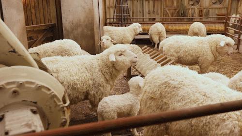 SKP-SB1探店记|我在羊圈底下喝咖啡