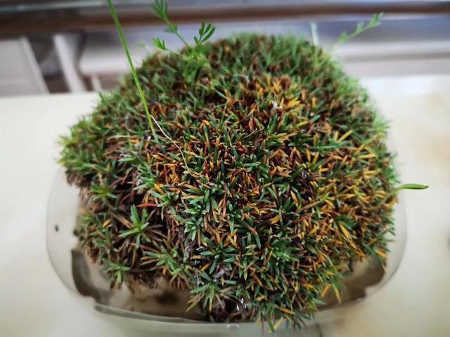 鍗冮噷閫佹俯鏆栫殑瑙嗛,鍗冮噷閫佹俯鏆栨叞闂殩浜哄績