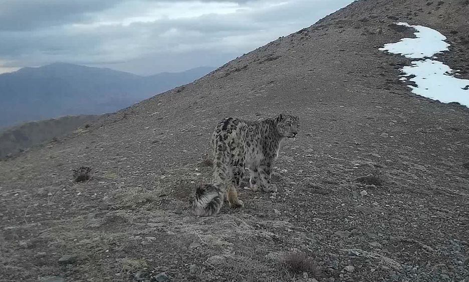 “喵喵喵”还是“嗷嗷嗷”？快跟《秘境之眼》一起描绘你眼中的“雪山之王”吧