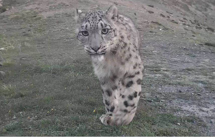 “喵喵喵”还是“嗷嗷嗷”？快跟《秘境之眼》一起描绘你眼中的“雪山之王”吧