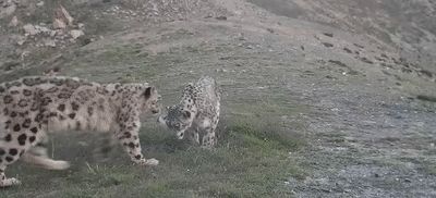 “喵喵喵”还是“嗷嗷嗷”？快跟《秘境之眼》一起描绘你眼中的“雪山之王”吧