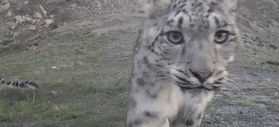 “喵喵喵”还是“嗷嗷嗷”？快跟《秘境之眼》一起描绘你眼中的“雪山之王”吧