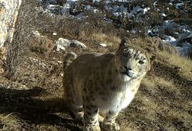 “喵喵喵”还是“嗷嗷嗷”？快跟《秘境之眼》一起描绘你眼中的“雪山之王”吧