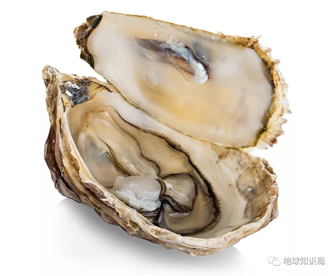 沿海人民是如何喂饱中国的?