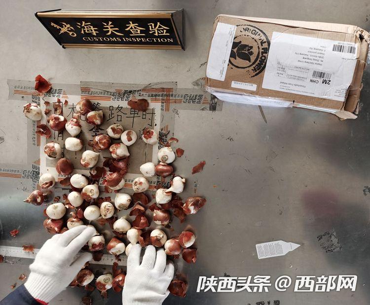 携带外国奶制品能否入境,出境可以带水果种子吗