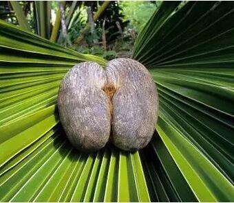 止咳的水果有哪些,止咳润肺水果排行榜图片