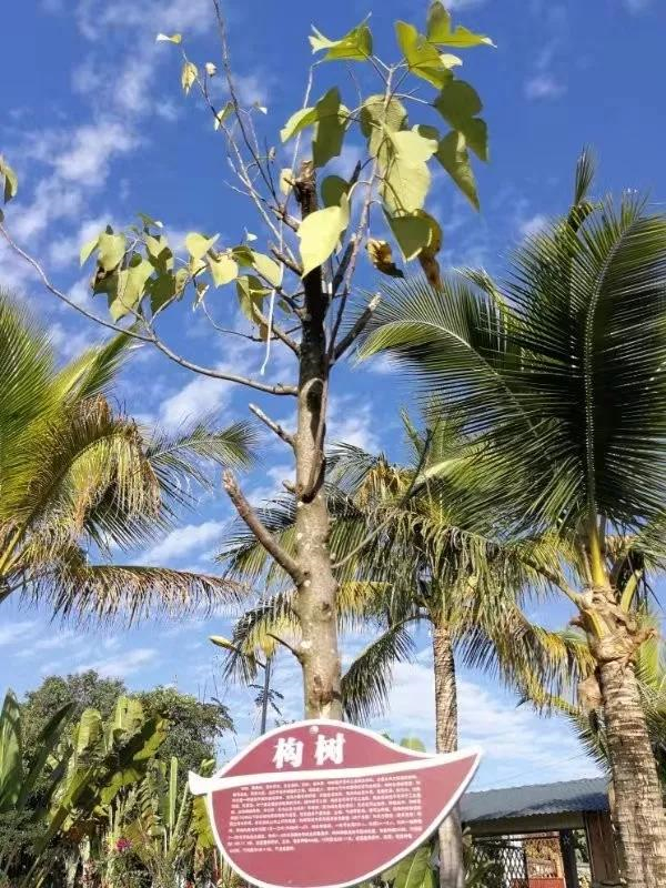 穿越古代凭现代技术成为富豪,穿越古代用科技发家致富