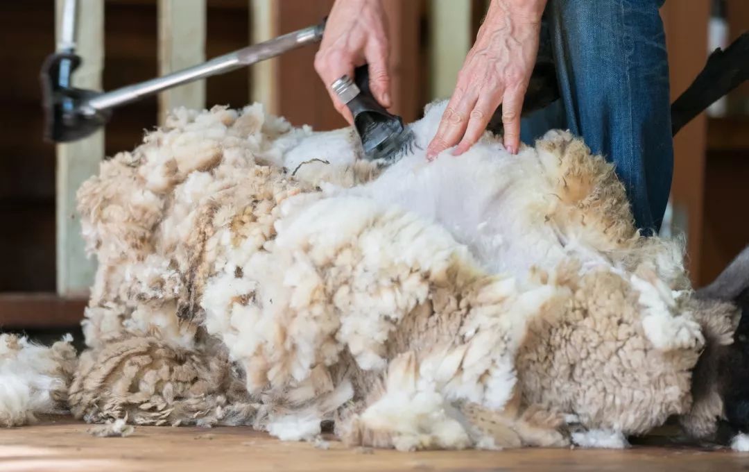 超黑科技“火山”被，薅光澳大利亚的羊毛，冷冬也能睡出“岩浆”热