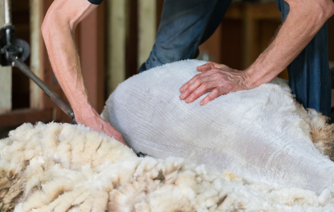 超黑科技“火山”被，薅光澳大利亚的羊毛，冷冬也能睡出“岩浆”热