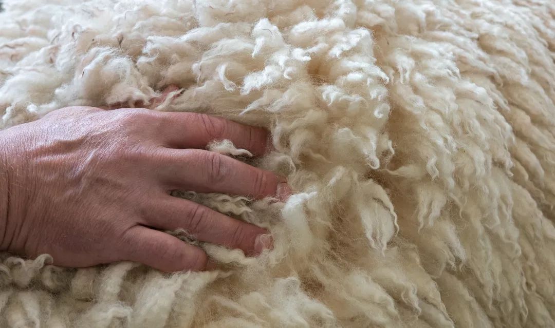 超黑科技“火山”被，薅光澳大利亚的羊毛，冷冬也能睡出“岩浆”热