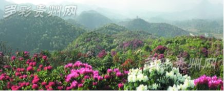 多彩妹抖音视频,多彩贵州大方