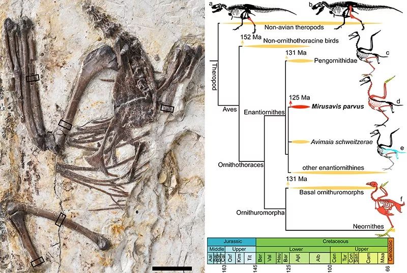 鸟类的遗传规律与育种,鸟类生物遗传学现代研究进展