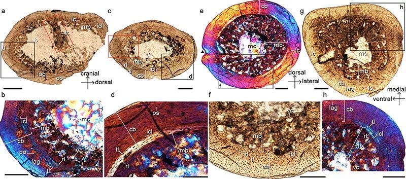 鸟类的遗传规律与育种,鸟类生物遗传学现代研究进展