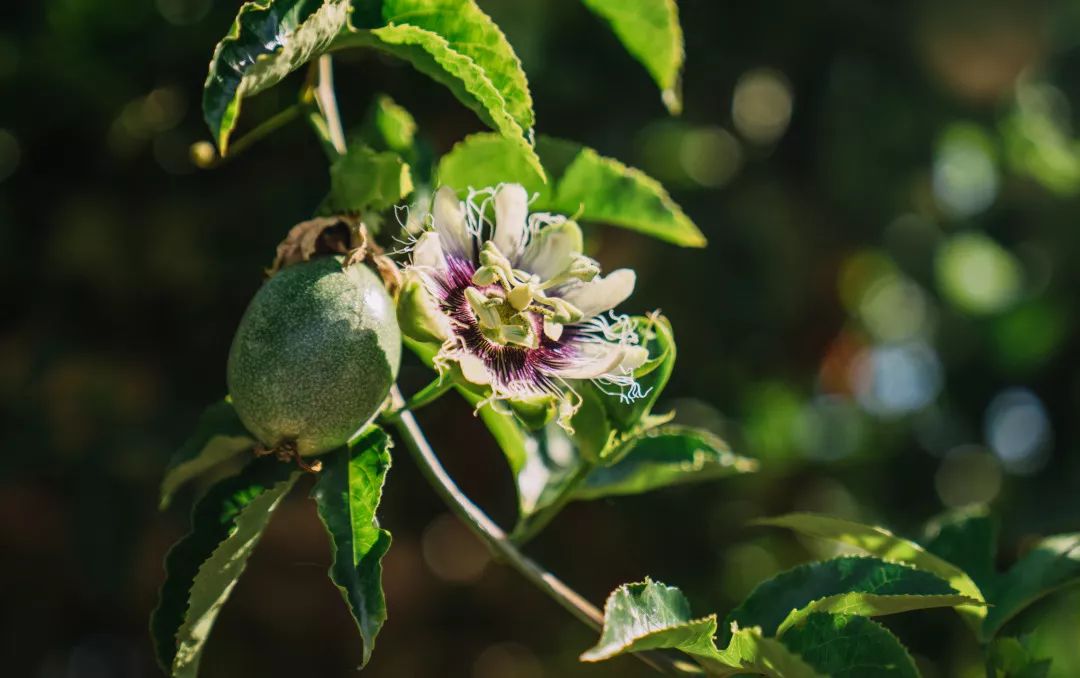 黄金百香果各种饮品高清图,福建黄金百香果怎么吃