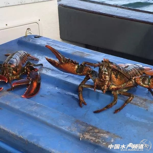 龙虾行业的发展,龙虾的发展历程