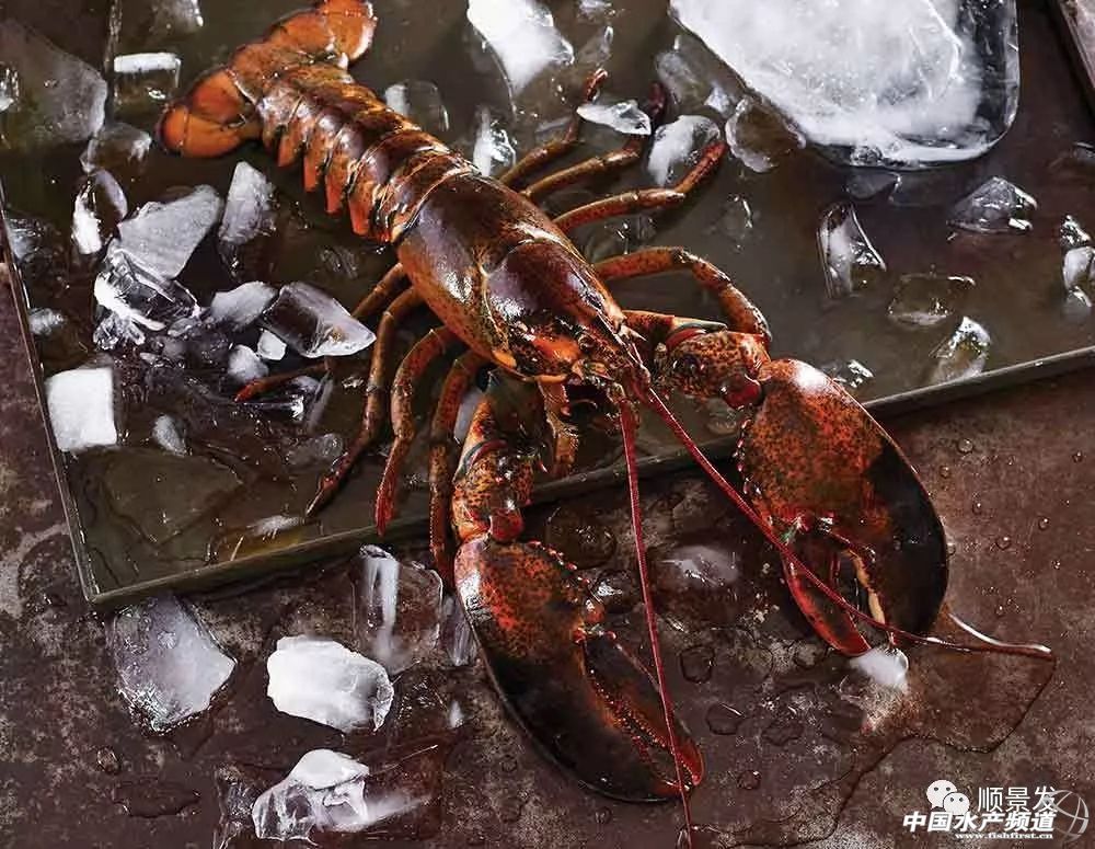龙虾行业的发展,龙虾的发展历程