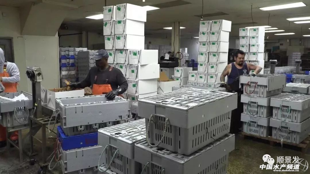 龙虾行业的发展,龙虾的发展历程