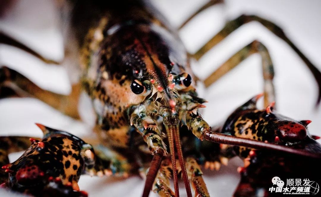 龙虾行业的发展,龙虾的发展历程