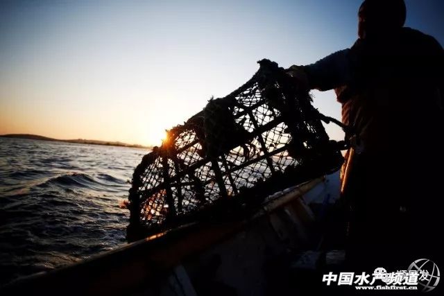 龙虾行业的发展,龙虾的发展历程