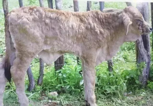 牛结节性皮肤病防控干货,一起来认识全身经络
