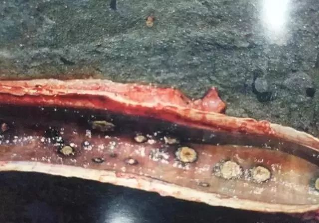 牛结节性皮肤病防控干货,一起来认识全身经络