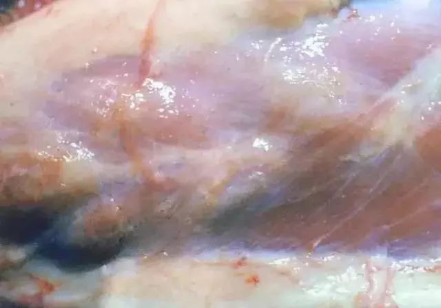 牛结节性皮肤病防控干货,一起来认识全身经络