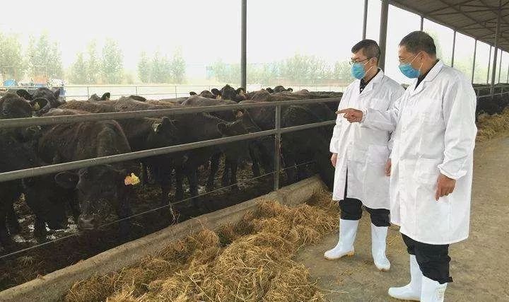 牛结节性皮肤病防控干货,一起来认识全身经络