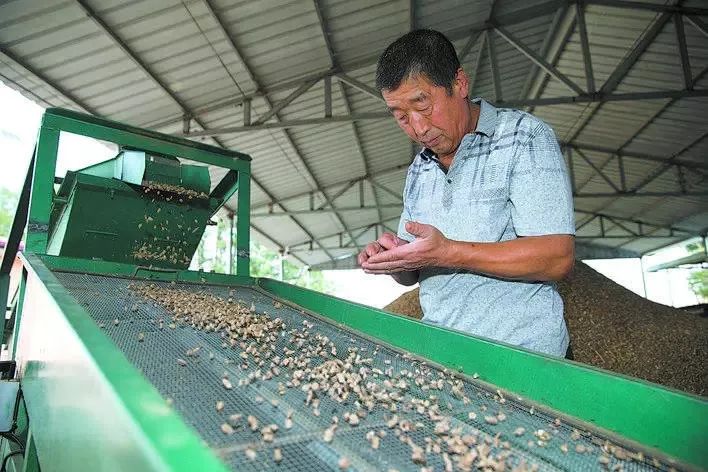 “萌婶儿”和小庙子村的故事
