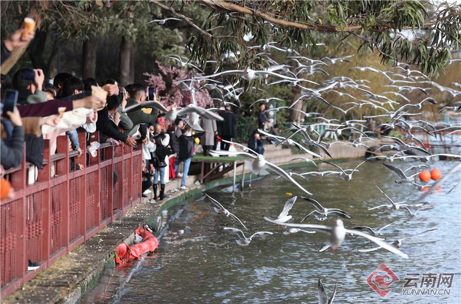 来海洋公园感受快乐,海埂公园白天好玩还是晚上好玩