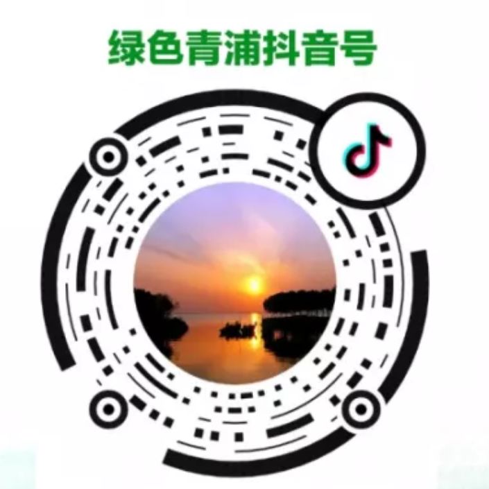 枫泾枫美路改造,青浦枫泾古镇