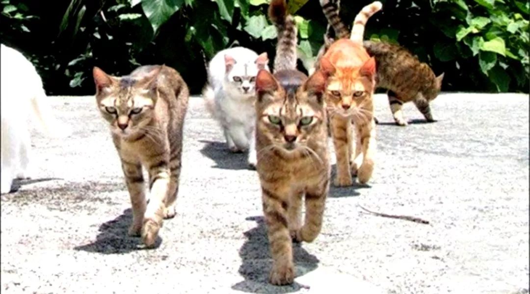 老汉破口大骂完整版,怒怼广场舞大妈解气时刻