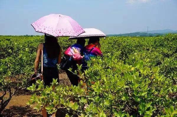 七彩贝丘湾海滩,七彩贝丘湾攻略