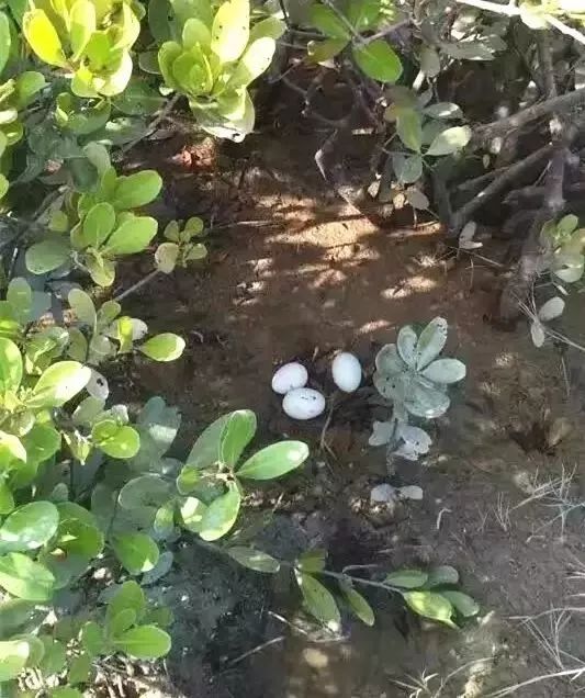 七彩贝丘湾海滩,七彩贝丘湾攻略