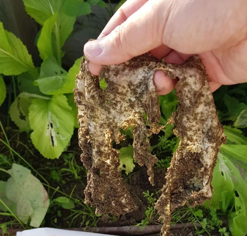 湿巾不能乱用,新西兰人这么操作...