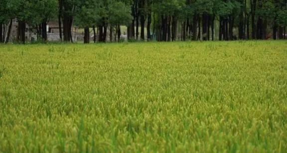 涓ゅ哺鍏变績涔℃潙鎸叴,鍙拌優鎰熷徆涔℃潙鎸叴