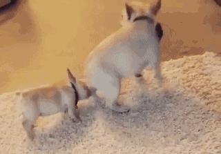 狗狗太活泼有多动症怎么办,狗狗有这些迹象说明狗狗是天才