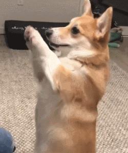 狗狗太活泼有多动症怎么办,狗狗有这些迹象说明狗狗是天才