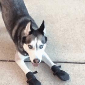 狗狗太活泼有多动症怎么办,狗狗有这些迹象说明狗狗是天才