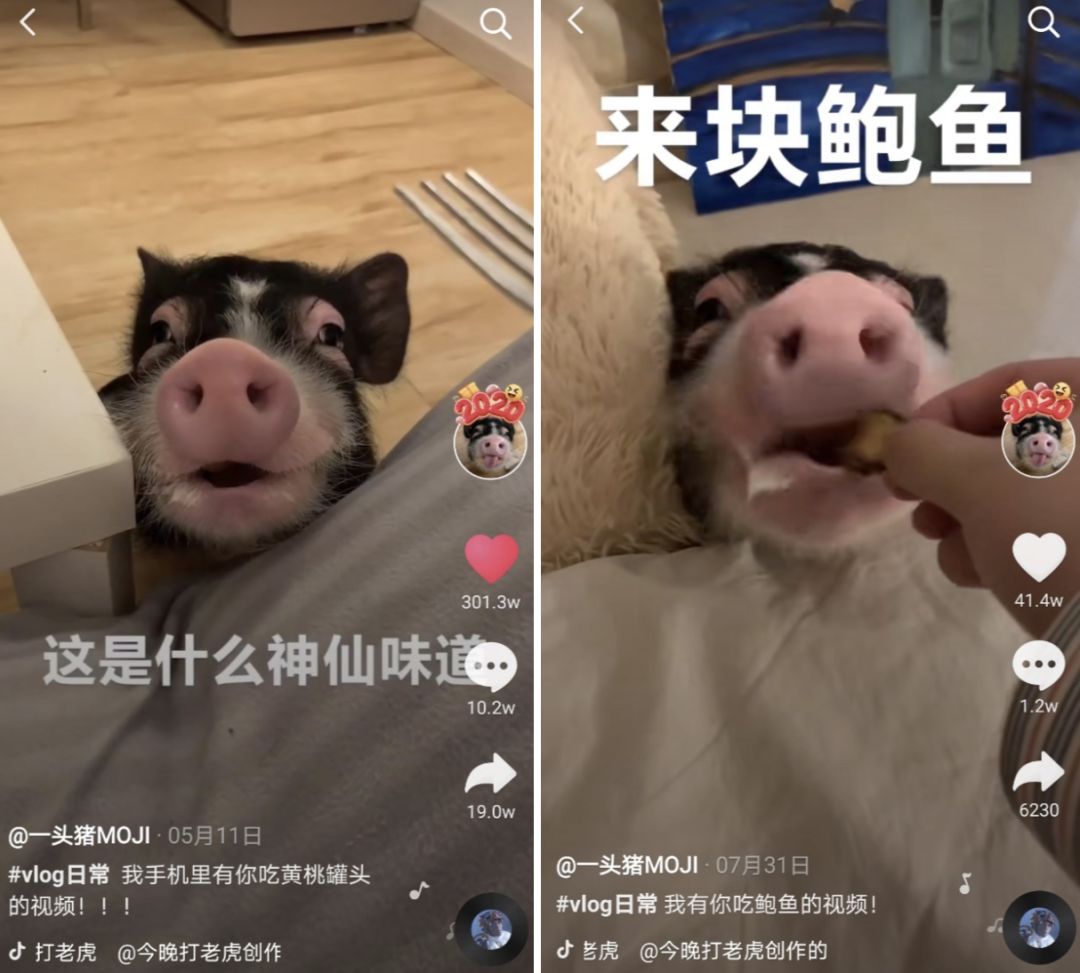 抖音大胃王4个月涨粉1400万!「浪胃仙」是怎么火起来的?