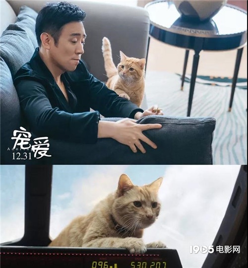 称霸元旦档的TA们,凭啥在银幕上备受宠爱?