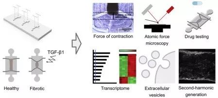 BioDaily丨Biomaterials，NanoLett，Theranostics成果速递20200103