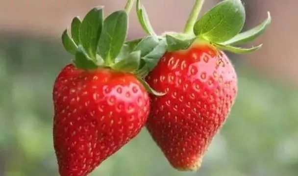 最便宜的草莓采摘方法,草莓采摘攻略怎样摘下来