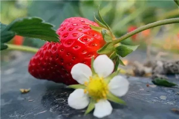 最便宜的草莓采摘方法,草莓采摘攻略怎样摘下来