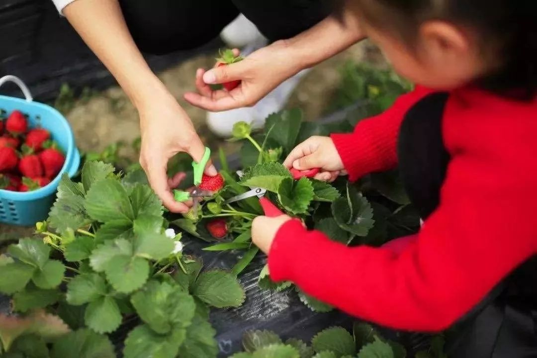 最便宜的草莓采摘方法,草莓采摘攻略怎样摘下来