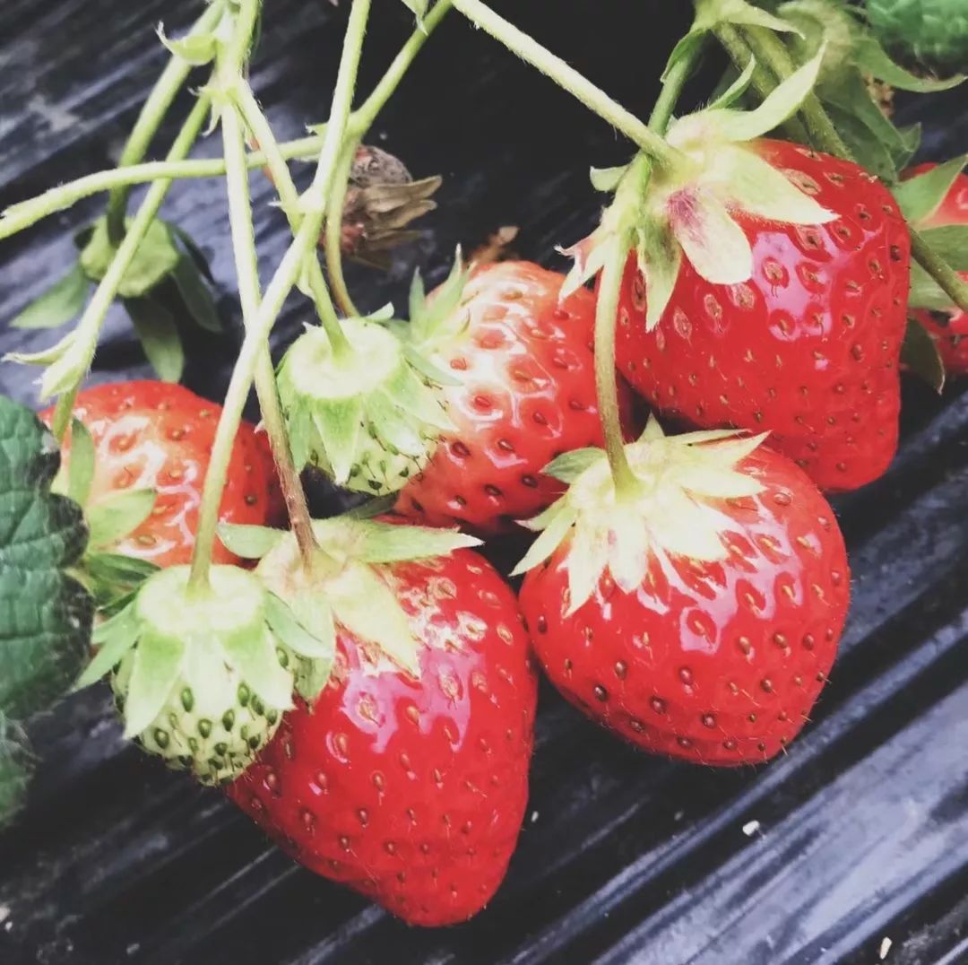 最便宜的草莓采摘方法,草莓采摘攻略怎样摘下来