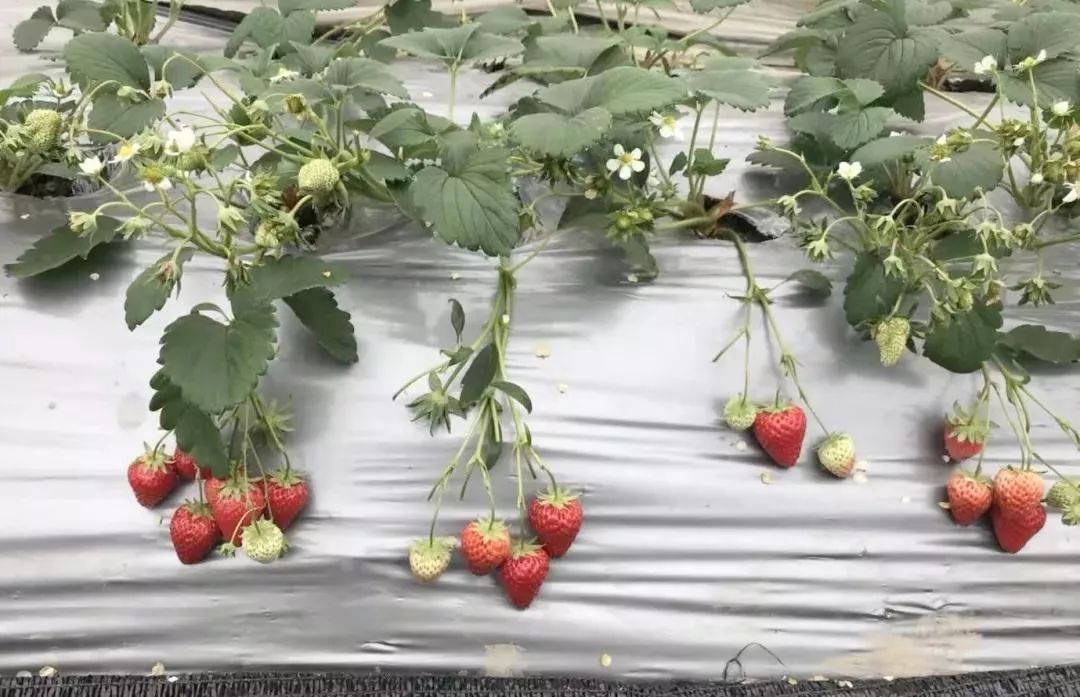 最便宜的草莓采摘方法,草莓采摘攻略怎样摘下来