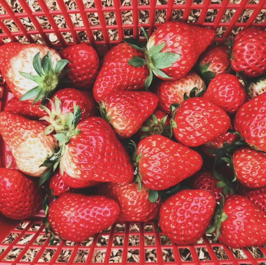 最便宜的草莓采摘方法,草莓采摘攻略怎样摘下来